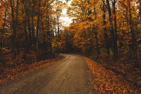 brown leaves photo – Free Sunlight Image on Unsplash Laptop Wallpaper Fall Aesthetic, Aesthetic Halloween Wallpaper Laptop, Fall Computer Backgrounds, Fall Cover Photos, Autumn Wallpaper Hd, Fall Background Wallpaper, Trees Autumn, Leaves Photo, Blossom Cherry