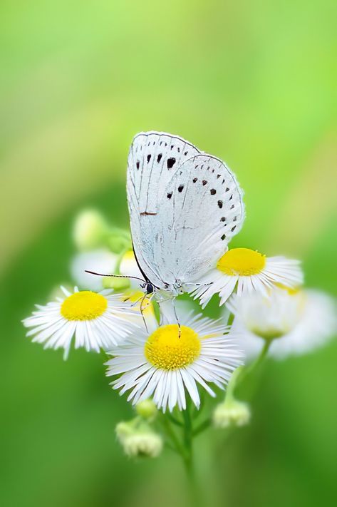 Rose Flower Photos, Beautiful Butterfly Photography, Kobe Japan, Insect Photography, Butterfly Quotes, Flying Flowers, Butterflies Flying, Beautiful Bugs, Butterfly Pictures