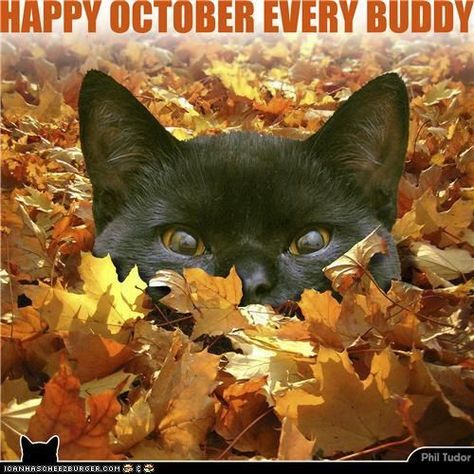 Happy October october happy october hello october october quotes A Black Cat, Here Kitty Kitty, I Love Cats, Favorite Season, Kitty Kitty, Cats Meow, Crazy Cat, Kitty Cats, Beautiful Cats