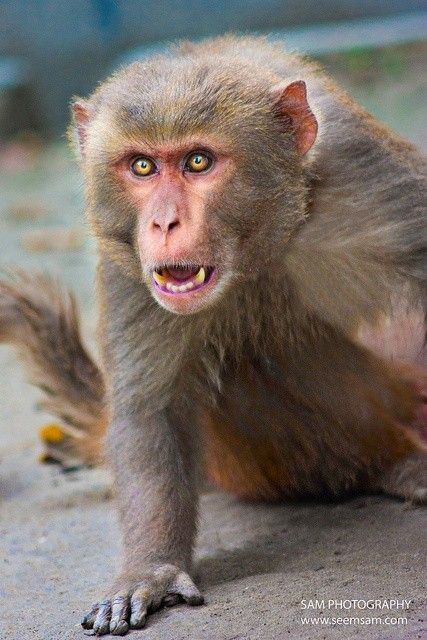 Rhesus Monkey, Rhesus Macaque, Bigfoot Pictures, Snow Monkeys, Types Of Monkeys, Indian Animals, Wild Animals Photos, Creature Artwork, Animals Amazing