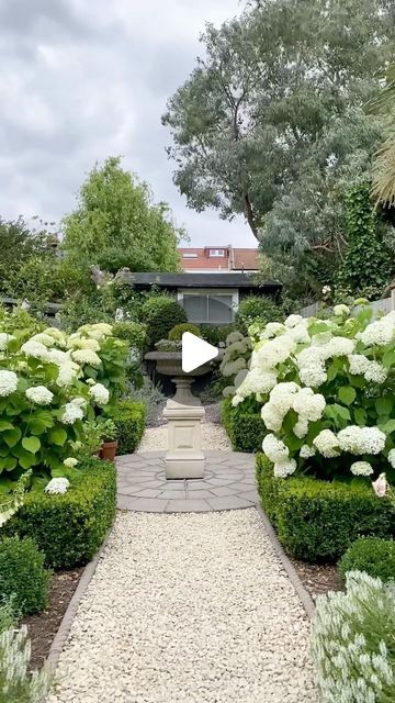 Vas Karpetas on Instagram: "Hydrangea Annabelle’s  are really easy to grow but they do need maintenance especially after all the rain we had a few days ago. 
I would definitely recommend strong Annabelle as they stand taller and don’t snap as easy. 

Even though Annabelle’s can be a bit tricky with the rain I still adore them . 

Follow me for more gardening love @myformalgarden 

#gardenerslife #gardenersworld #instagardeners #gardenersofinstagram #gardeners #nature #gardenlove #gardens #gardeninspiration #gardendesign #flowers #plants #gardenlife #garden #gardening #hydrangea #hydrangeas #rhs" Hortensia Annabelle, Hydrangea Annabelle, Annabelle Hydrangea, Flowers Plants, Stand Tall, Garden Inspiration, The Rain, Hydrangea, To Grow