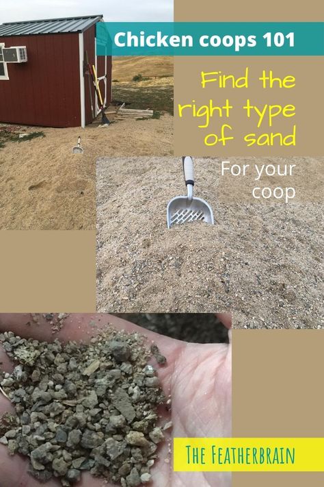 Chicken Coop Sand Scoop, Sand In The Chicken Coop, Sand In Duck Coop, Mulch In Chicken Run, Sand Chicken Run, Coop Bedding Ideas, Best Sand For Chicken Coop, Sand For Chicken Run, Chicken Run Sand