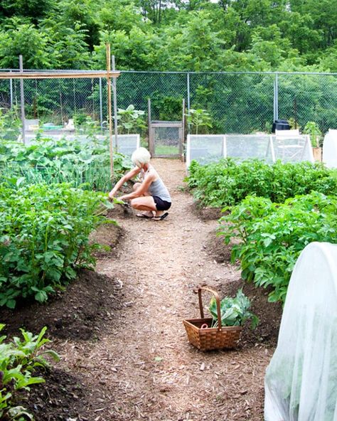 Vegetable Garden Planner, Garden Layout Vegetable, Starting A Vegetable Garden, Indoor Vegetable Gardening, Backyard Vegetable Gardens, Garden Planner, Potting Bench, Veg Garden, Tomato Garden