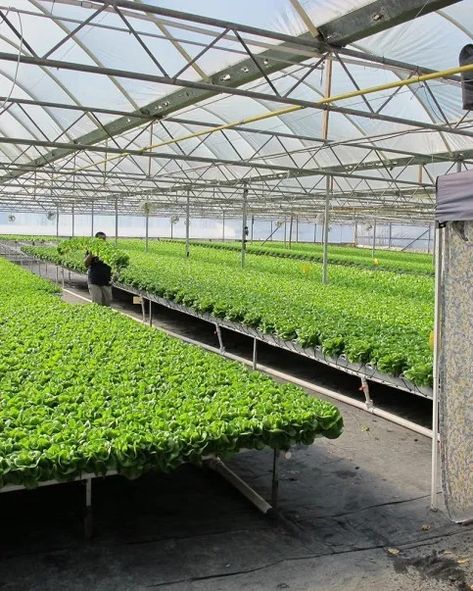 Hydroponic Farming, Hydroponics Diy, Hydroponic Growing, Vertical Farming, Plant Nutrients, Aquaponics System, Hydroponics System, Hydroponic Gardening, Urban Farming