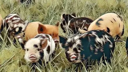 Kunekune Pigs, Toxic Plants, Raising Pigs, Animals And People, Farm Lifestyle, Poisonous Plants, Family Inspiration, Mini Farm, Genetic