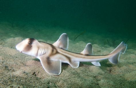 Baby Port, Port Jackson Shark, Shark Brain, Horn Shark, Deep Sea Life, Types Of Sharks, Shark Photos, Bull Shark, Life Aquatic