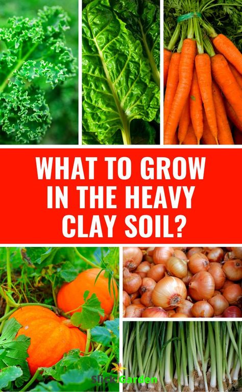 Root Crops Vegetables, Clay Vegetable Garden, Amending Soil In Raised Beds, Soil Amendments For Clay Soil, Gardening In Clay Soil, Clay Soil Gardening, Rooted Vegetables, Amending Clay Soil, Clay Soil Plants