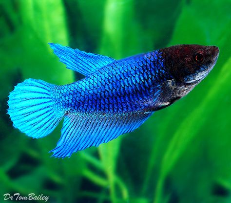 Female Betta Fish are usually not as colorful as Male Betta Fish, but we often have Female Bettas that are colorful. They can usually live with each other in the same aquarium. Click on a picture below to shop and learn more about that fish. Female Betta Fish, Betta Breeding, Types Of Betta Fish, Male Betta Fish, Female Betta, Breeding Betta Fish, Betta Fish Types, Rare Fish, Pretty Fish