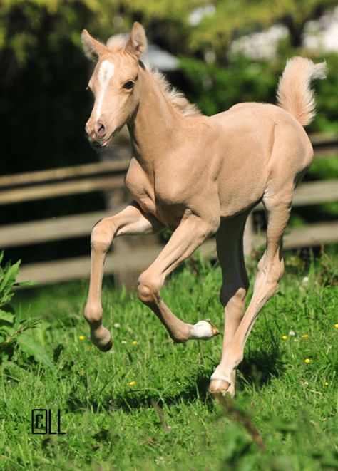 palomino foal <3 Palomino Horses, Palomino Horse, Baby Horses, Most Beautiful Animals, I Love Horses, All The Pretty Horses, Horse Crazy, Cute Horses, Pretty Horses