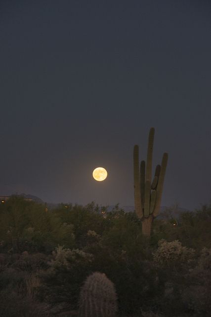 cactus moon | Flickr Desert Dweller, Desert Aesthetic, Porch Light, Desert Dream, The Moon Is Beautiful, Welcome To Night Vale, Night Vale, Moon Pictures, Moon Photography