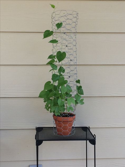 Morning Glory mini trellis Morning Glory In Pots, Pots With Trellis, Morning Glory Trellis, Mini Trellis, Indoor Plants Diy, Building A Trellis, Growing Mushrooms At Home, Garden Archway, Diy Garden Trellis