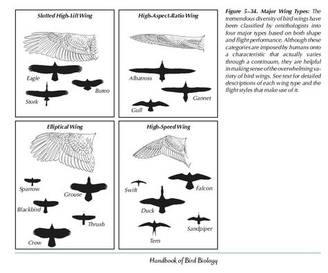 What kind of Wings would you have? - General Discussion - MLP Forums Bird Wing Shapes, Mech Wings, Pop Out Art, Wing People, Wing Types, Wing Reference, Homeschool Goals, Human Wings, Wing Anatomy