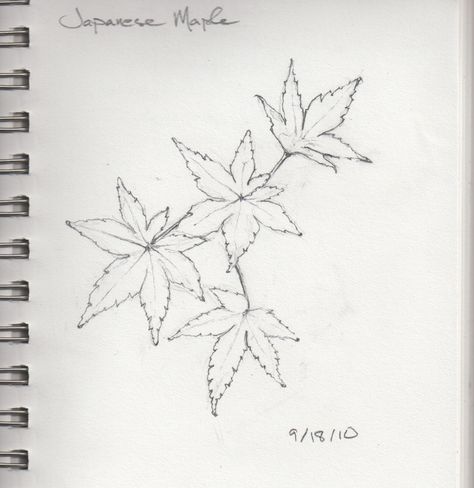 Japanese Maple Leaf Drawing, Japanese Maple Tattoo, Maple Tattoo, Japenese Maple, Maple Leaf Drawing, Maple Leaf Art, Japanese Maples, Daily Sketch, Leaf Drawing