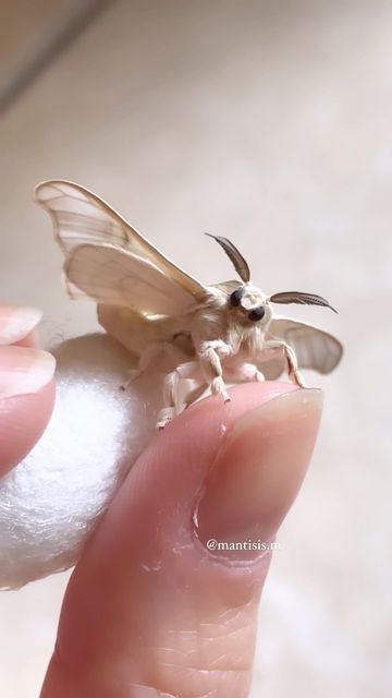 Fuzzy Moth Tattoo, Moth Fursuit, Moth Pfp, Ghost Moth, Fuzzy Moth, Cute Moths, Fluffy Moths, Moth Cute, Fluffy Moth