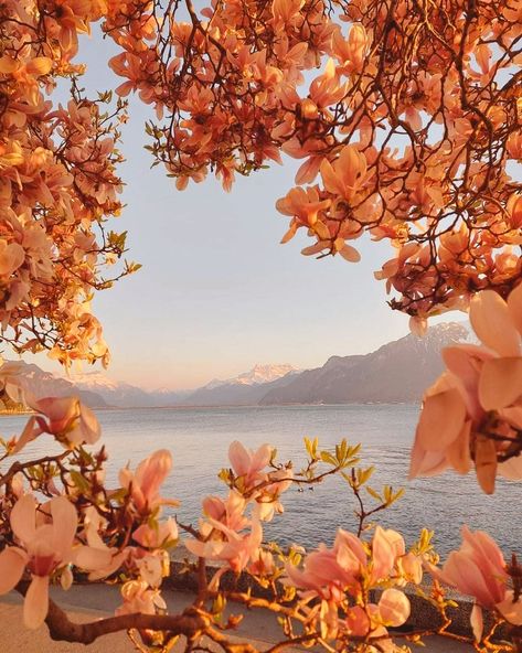 Beach Background, Landscape Photography Nature, Spring Pastels, Pretty Landscapes, Flower Boys, Beautiful Morning, Land Scape, Spring Flowers, Switzerland