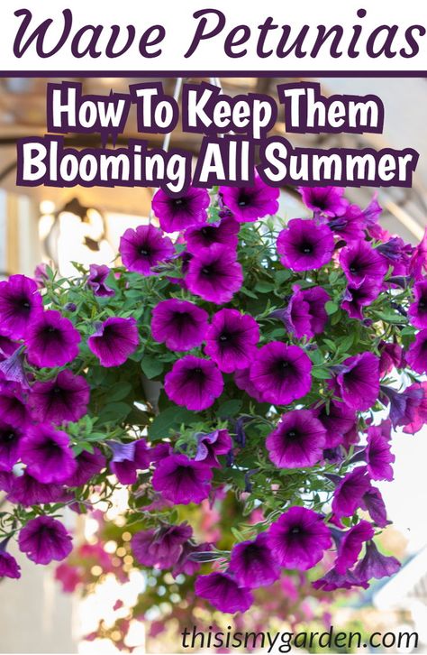 Petunia Tattoo, Petunia Care, Wave Petunias, Petunia Plant, Petunia Flower, Summer Mantle, Container Gardening Flowers, Summer Plants, Outdoor Flowers