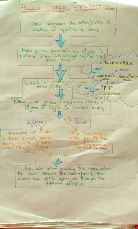 POLLEN - PISTLE INTERACTION ,sexual reproduction in flowering plants Reproduction In Plants Notes, Anatomy Of Flowering Plants Notes, Reproduction In Flowering Plants Notes, Zoology Notes, Botany Notes, Bio Notes, Neet Notes, Plant Lessons, Physics Questions