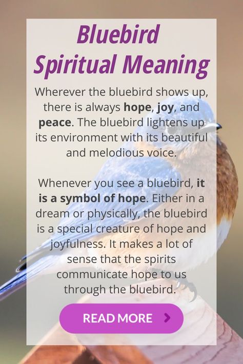 Do you know what is the Bluebird spiritual meaning and symbolism? I will explain everything you need to know in this articles. So, just continue reading below! The bluebird is a unique creature with several pleasant qualities. It exudes so much beauty and pleasantness, which is the reason why the universe uses it to pass a message across to us at different times in our life. Bird Meaning, Animal Meanings, Spiritual Animal, Angel Guidance, Crystal Guide, Spiritual Messages, Hope Symbol, Spiritual Meaning, Animal Totems