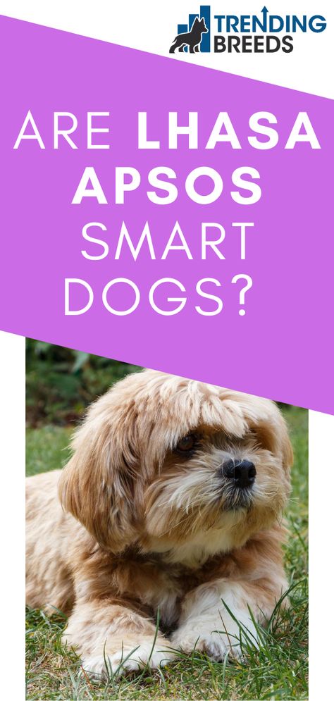 Lapso Apso Dogs, Laso Apso Dogs, Lhasa Apso Dogs, Llaso Apso, Lhasa Apso Grooming, Lhasa Apso Puppy, Tibetan Dog, Lhasa Apso Puppies, Smart Dogs