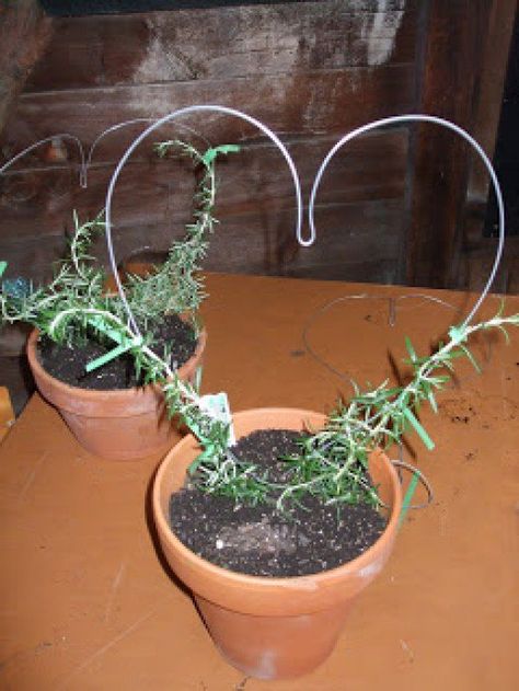 Growing your own Rosemary Topiary is a rewarding experience, watching it grow into the desired shape and then clipping and trimming to keep it as such. Rosemary branches can be shaped into wreaths by tying them onto a wire circle. Hang the wreath in a kitchen and pinch off bits as needed for cooking. The added bonus is the wonderful scent. Training and trimming a Rosemary plant into a topiary takes time but is rewarding to do. Rosemary Topiary, Diy Topiary, Urban Gardening Ideas, Topiary Diy, Rosemary Plant, Topiary Plants, Topiary Garden, Garden Arbor, Urban Gardening