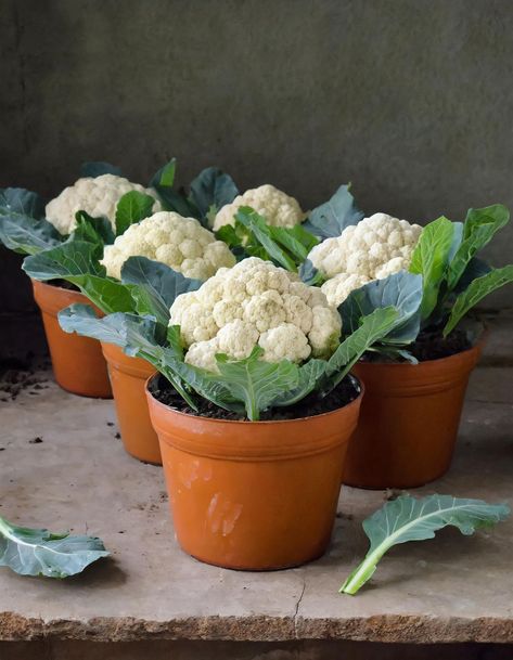 Grow the biggest cauliflower in a pot using this step-by-step guide Growing Cauliflower, Cauliflower Plant, Grow Garlic, Growing Vegetables In Pots, Small Vegetable Gardens, Garden Hacks, Vegetable Garden Diy, Garden Veggies, Veg Garden