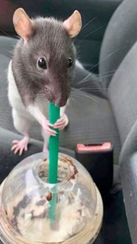 how cute! #rat#cuterat#fyp#fyppppppp#preppy Preppy Rat, Rat Meme, Fall Backgrounds, Super Cute Puppies, Cute Rats, Fall Background, Pet Rats, Rodents, Ferret