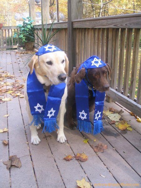 Happy New Year from AFPP! - Pets Weird Pics, Hebrew Tattoo, Shabbat Shalom Images, Jewish Culture, Hilarious Photos, Pet Photos, Pet Dogs Puppies, Shabbat Shalom, Jewish Art