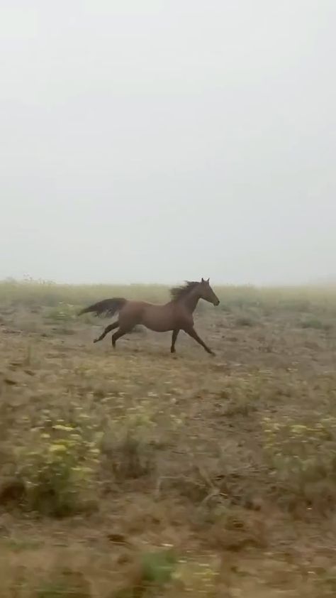 Horse Running Video, Running Video, Wild Horses Running, Horse Running, Horses Running, The Lumineers, Morning Fog, Wild Horses, A Horse