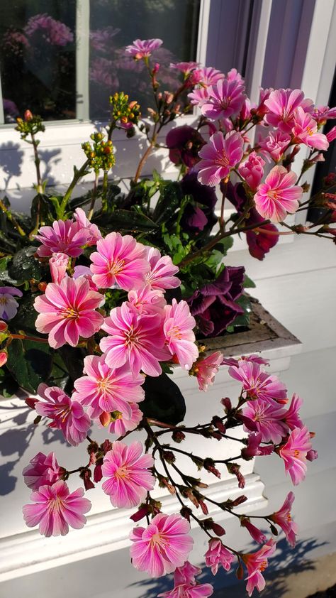 close up of Pink Lewisia flowers Flowers In Window Boxes, Flowers In Window, Fern Frond, Flower Window, Hogwarts Aesthetic, Relaxing Places, Fine Gardening, Gorgeous Flowers, To The Mountains