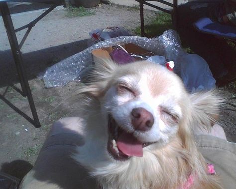 This blazed dog. "Gee, I love a good Garage Sale early in the mornin!" Dog Match, Goofy Face, Happy Puppy, Funny Animal Memes, Happy Animals, Happy Dogs, Animal Memes, Dog Pictures, Dog Life