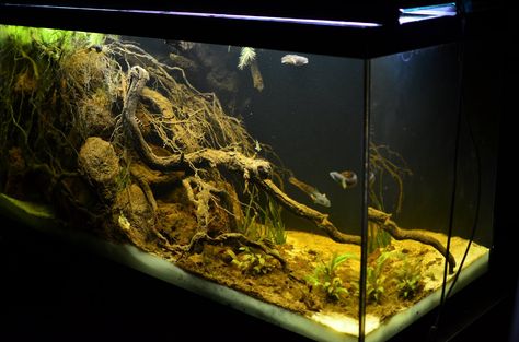 Vivarium Ideas, Aqua Scape, Plant Library, Biotope Aquarium, Tetra Fish, Fish Aquarium Decorations, Fish Tank Themes, Aquascape Design, Small Landscape