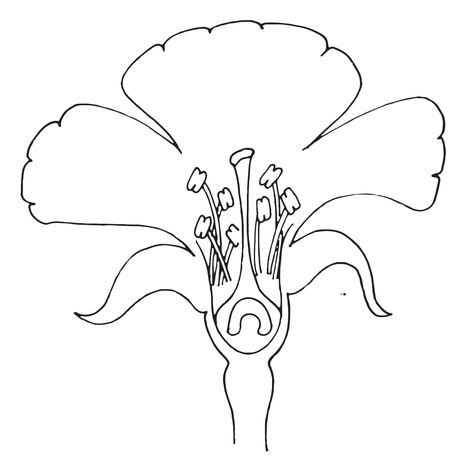 Parts of a Flower Coloring Plant Life Cycle Worksheet, Flower Science, Earth Science Projects, Plants Kindergarten, Plant Lessons, Plants Worksheets, Science Clipart, Flower Structure, Flower Outline