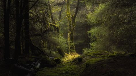 #forest dark forest deep forest thick forest #4K #wallpaper #hdwallpaper #desktop Uhd Wallpaper, Nature Iphone Wallpaper, Hd Nature Wallpapers, Nature Hd, Forest Background, 1080p Wallpaper, Foggy Forest, Mac Laptop, Forest Wallpaper