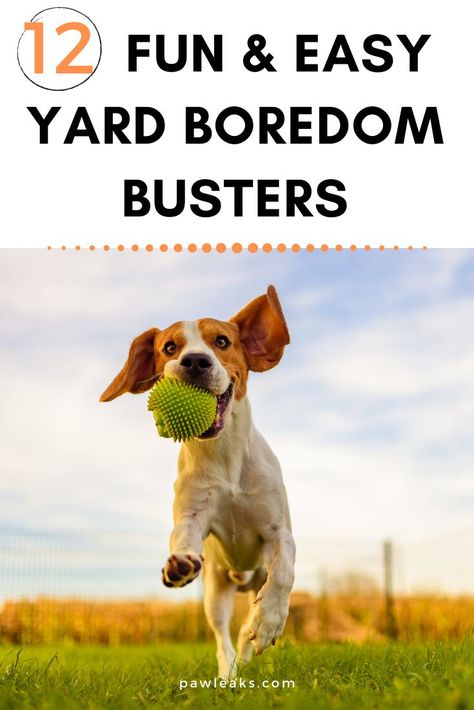 Dog Boredom Buster, Dog Boredom, Training Puppies, Dog Entertainment, Destructive Behavior, Dog At Home, Dog Education, Clever Dog, Easiest Dogs To Train