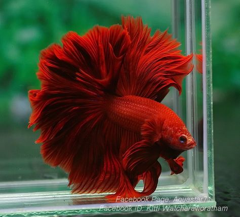 DSC04220 | Kitti Aquastar71 | Flickr Rose Tail Betta Fish, Betta Fish Types, Betta Aquarium, Pretty Fish, Betta Fish Tank, Beta Fish, Cool Fish, Beautiful Sea Creatures, Pet Fish