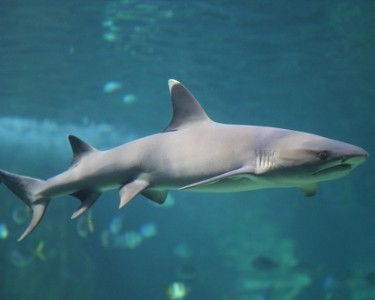 Whhitetip reef shark  Family:	Carcharhinidae Genus:	Triaenodon J. P. Müller & Henle, 1837 Species:	T. obesus White Tip Reef Shark, Mermaid Tail Drawing, Shark Images, Coral Aquarium, Shark Conservation, Types Of Sharks, Shark Photos, Shark Pictures, Shark Drawing