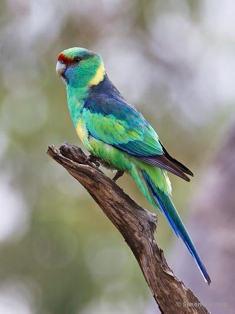 Ring Neck Parrot, Ringneck Parrot, Ring Necked Parakeet, Australian Parrots, Birds Beautiful, Ring Neck, Birds Of Australia, Parakeets, Australian Birds