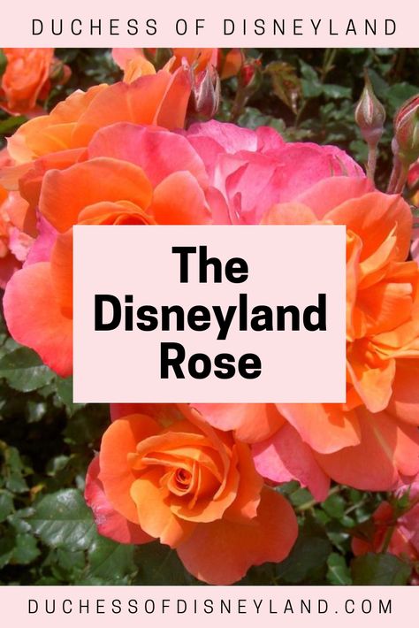 Disneyland's official rose Disneyland Rose, Disneyland Attractions, Disneyland Park, Garden Yard Ideas, Gold Flower, Yard Ideas, Gold Flowers, Garden And Yard, Green Thumb