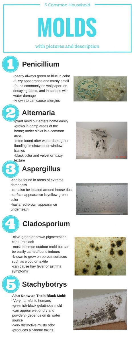 How to Identify 5 Common Types of Mold in Your Household Bathroom Mold, House Mold, Mold Exposure, Toxic Mold, Mold In Bathroom, Mold Remediation, Types Of Mold, Mold Remover, In Bathroom