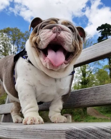 What a chunky and adorable bulldog!  #fluffydogs  #cutepets  #cutedogsandpuppies Cute Bulldog Puppies, Cute Bulldogs, English Bulldog Puppies, Bulldog Lover, Happy Puppy, Puppy Care, Bulldog Puppies, Dog Behavior, Training Your Dog