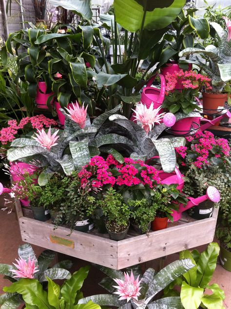 Cornell Farm V-Day houseplant display from a few years back. Kalanchoe, bromeliad & pink watering cans. Houseplant Setup, Houseplant Display, Greenhouse Inspiration, Houseplant Ideas, Indoor Plant Display, Garden Center Displays, Plant Display Ideas, Gardens Ideas, Garden Display