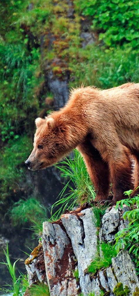 Grizzly Bear on Fraser Lake, Kodiak Island #Alaska Kodiak Brown Bear, Kodiak Alaska, Kodiak Island, Kodiak Bear, Nature Destinations, Wilderness Lodge, Nature Tour, Mountain Goat, Grizzly Bear