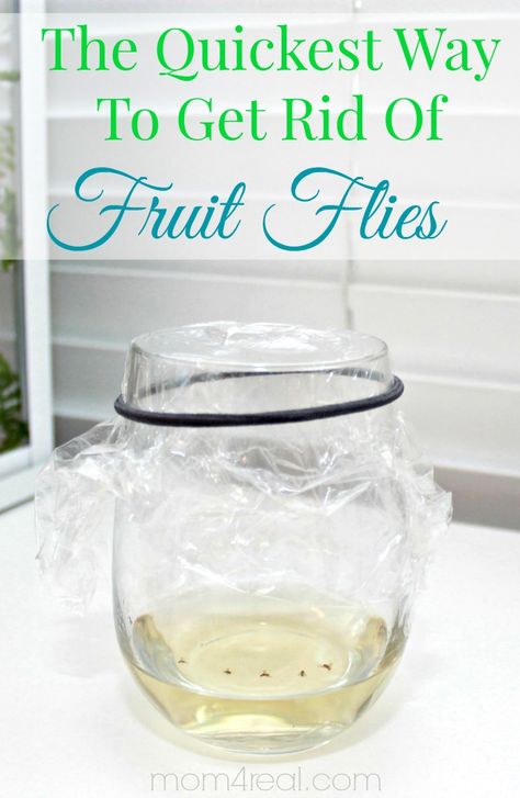 Fruit Fly Trap Diy White Vinegar, Gnats In Kitchen, Getting Rid Of Nats, Fruit Flies In House, Fruit Fly Trap Diy, How To Get Rid Of Gnats, Get Rid Of Flies, Fruit Fly Trap, Fruit Fly