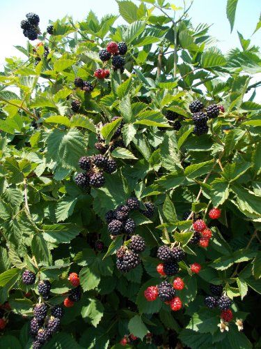 Blackberry Tree, Thornless Blackberries, Blackberry Plants, Growing Blackberries, Growing Fruit Trees, Gardening Gear, Triple Crown, Growing Fruit, Fruit Plants