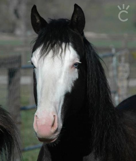 Bald Face Horse, Bald Face, Horse Crazy Girl, Percheron Horses, Buckskin Horse, Black Mustang, Reining Horses, Rodeo Horses, Winged Horse