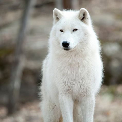 Arctic Wolf White Wolf Dog, Wolf Hybrid, Wolf Photography, Arctic Wolf, Wolf Pup, Wolf Photos, Wolf Spirit Animal, Timber Wolf, Wolf Wallpaper