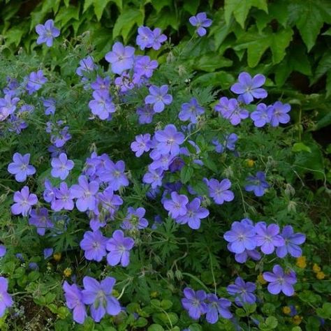 Geranium Johnson Blue, Geranium 'johnson's Blue', Blue Flower Names, Flowers For The Garden, Blue Geranium, Beautiful Blue Flowers, Virginia Bluebells, Florida Plants, Hardy Geranium