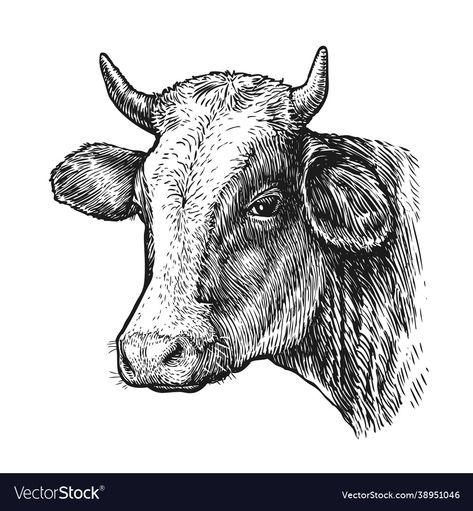 Cow Vintage Illustration, Cow Head Drawing, Drawing Of Cow, Cow Drawing, Cow Photos, Head Drawing, Cow Face, Drawing Heads, Engraving Illustration