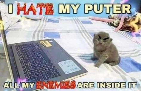 i hate my puter all my enemies are on it | I Love My Puter / I Hate My Puter | Know Your Meme Silly Animals, Wholesome Memes, Know Your Meme, Silly Cats, Animal Memes, Cat Pics, Reaction Pictures, Cat Memes, Funny Images