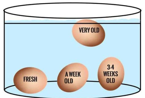 Egg Test, Coop Decor, Amazing Food Hacks, Survival Hacks, Backyard Chicken Farming, Food Info, Everyday Hacks, Simple Life Hacks, Food Facts